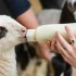 From nursing to independence, how to care for your lambs for healthy growth?