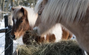 What dietary supplements should be given to a horse in winter?