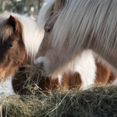 Welke voedingssupplementen geef je je paard in de winter?