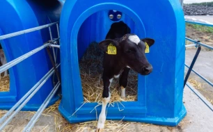 De voordelen van een kalverhok om uw fokkerij te optimaliseren.