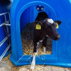 The advantages of a calf hutch for optimizing your livestock farming