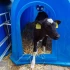 The advantages of a calf hutch for optimizing your livestock farming