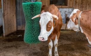 Les avantages d’une brosse gratte bétail pour vos bovins