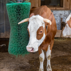 Les avantages d’une brosse gratte bétail pour vos bovins