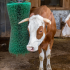 The benefits of a cattle scratch brush for your livestock