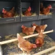 HPL Farm XXL and Evolution Chicken Coop