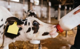 Quels accessoires choisir pour bien allaiter vos veaux ?