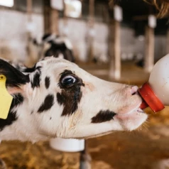 What accessories should you choose for properly feeding your calves?