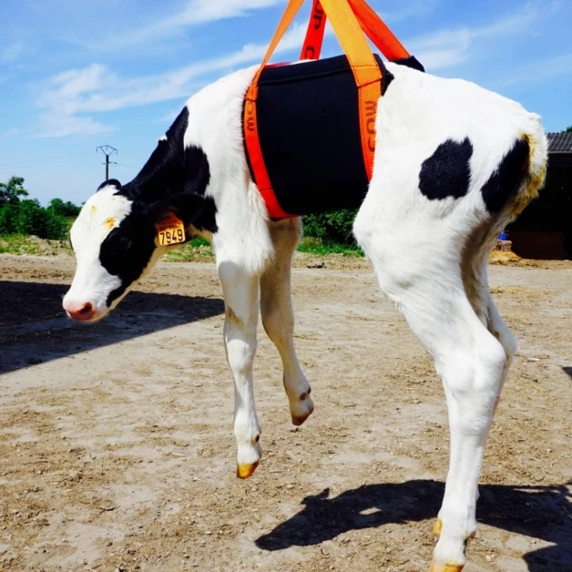 Hefharnas voor kalveren en schapen