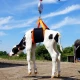 Harnais de levage pour veaux et moutons