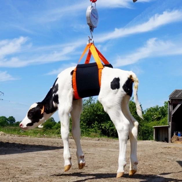 Hefharnas voor kalveren en schapen