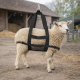 Harnais de levage pour veaux et moutons