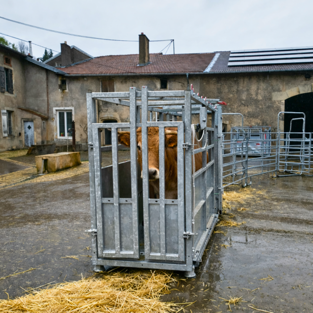 Kooi kantelbaar voor rundvee Marechalle PM 61