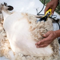 Welke tondeuse kiezen om uw schapen veilig te scheren?