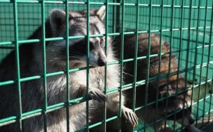 Comment trouver la cage adaptée pour attraper un raton laveur ?