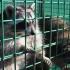 Comment trouver la cage adaptée pour attraper un raton laveur ?