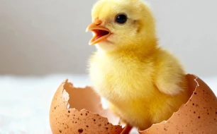 Quelle couveuse choisir pour vos poules ? Guide pratique