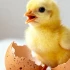 Quelle couveuse choisir pour vos poules ? Guide pratique