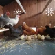 High-quality HPL chicken coop, red mite resistant