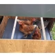 High-quality HPL chicken coop, red mite resistant