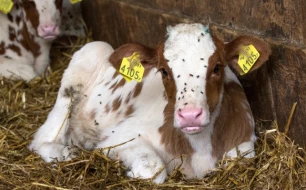 Comment éliminer les mouches dans une étable ou une ferme : 3 solutions efficaces