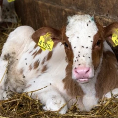 Comment éliminer les mouches dans une étable ou une ferme : 3 solutions efficaces