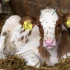 Comment éliminer les mouches dans une étable ou une ferme : 3 solutions efficaces