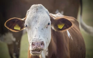 Comment éloigner les mouches des chevaux et bovins en prairie : solutions efficaces