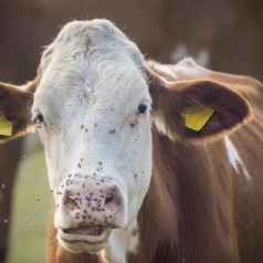 Comment éloigner les mouches des chevaux et bovins en prairie : solutions efficaces