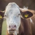 Comment éloigner les mouches des chevaux et bovins en prairie : solutions efficaces