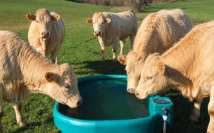 Bac à eau pour animaux : pourquoi choisir un abreuvoir de la marque Suevia ?