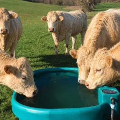 Bac à eau pour animaux : pourquoi choisir un abreuvoir de la marque Suevia ?