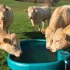 Bac à eau pour animaux : pourquoi choisir un abreuvoir de la marque Suevia ?