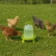 Abreuvoir siphoïde en PVC vert avec pieds pour poules 
