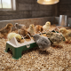 Mangeoire poussins Olba 50 cm à poser au sol