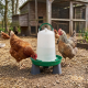 Abreuvoir pour poules Olba vert et blanc avec pieds