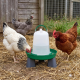 Abreuvoir pour poules Olba vert et blanc avec pieds