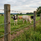 Fil barbelé 500 m – Clôture agricole haute résistance