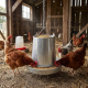 Galvanized poultry feeder for 10 or 20 kg