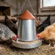Galvanized poultry feeder for 10 or 20 kg