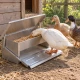 Mangeoire à pédale pour canards, oies, poules