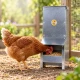 Mangeoire trémie anti gaspillage chick’a