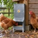 Mangeoire trémie anti gaspillage chick’a