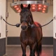 Balle de protection pour attache cheval