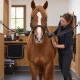 Balle de protection pour attache cheval