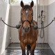 Balle de protection pour attache cheval