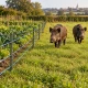 Mains-powered fence electrifier Sic 6 Clotseul