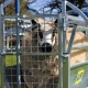 Cage de retournement pour moutons IAE Kwik