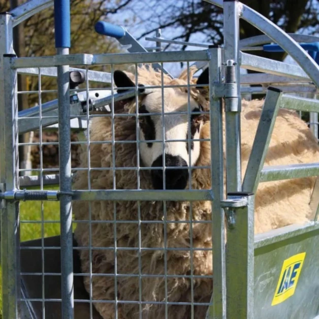 Cage de retournement pour moutons IAE Kwik