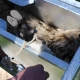 Cage de retournement pour moutons IAE Kwik